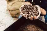 Roasting K+ Coffee - How it is done - K+ Coffee