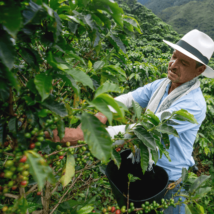 Colombian Coffee Farm Specialty Coffee Beans K+ COFFEE UK