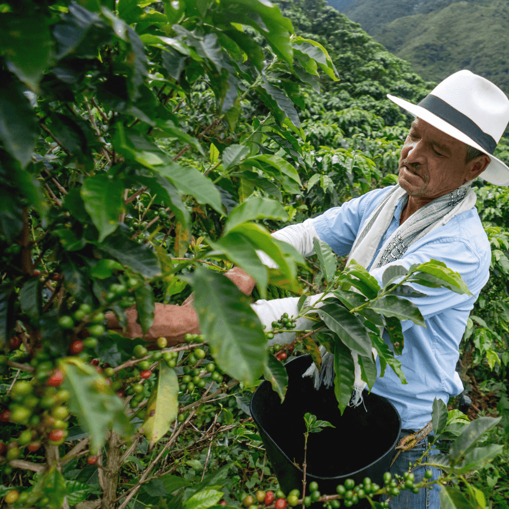 Cumbia Colombia Coffee Beans K Coffee